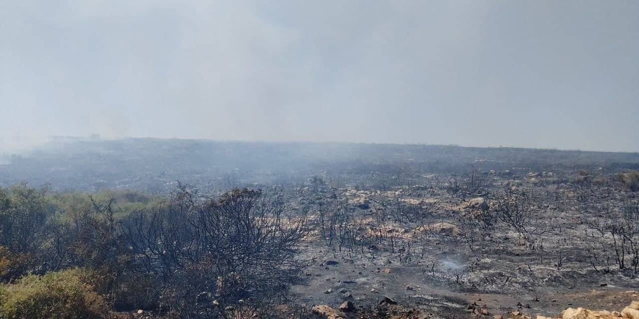 Didim'de makilik ve zeytinlik alanda yangın çıktı