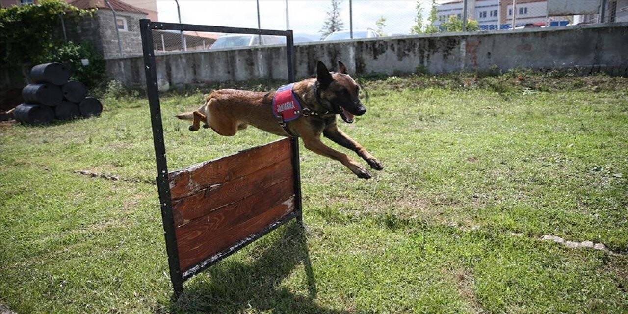 Jandarma köpekleri 'Tonya' ve 'Barut' suçlulara göz açtırmıyor