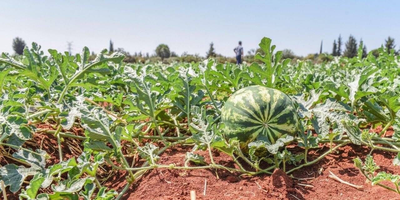 Meyvede 1 yılda miktar düştü fiyat yüzde 108 arttı
