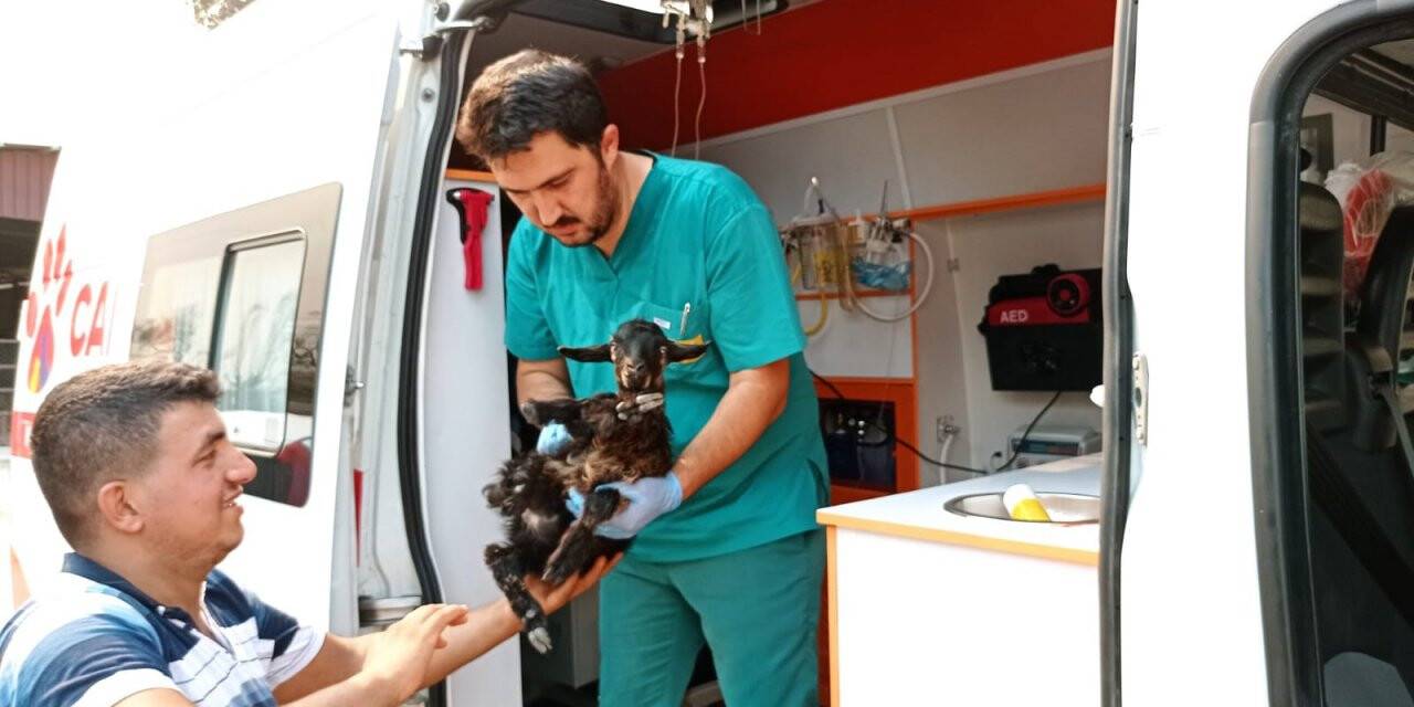 'Canbulan', Manavgat'taki yangında yaralanan hayvanların yardımına koştu