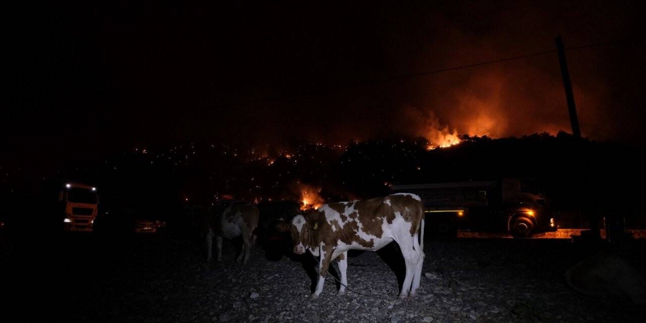 Büyükbaş hayvanlarını deniz kenarına getirerek korudular
