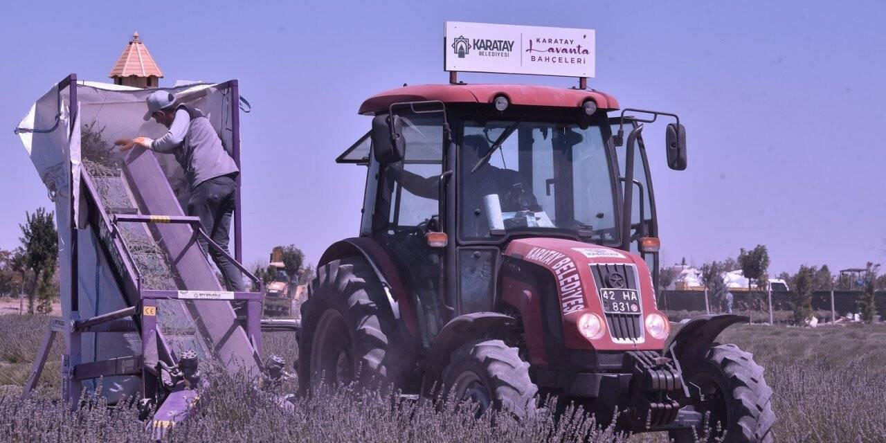 Karatay Lavanta Bahçesinde hasat başladı