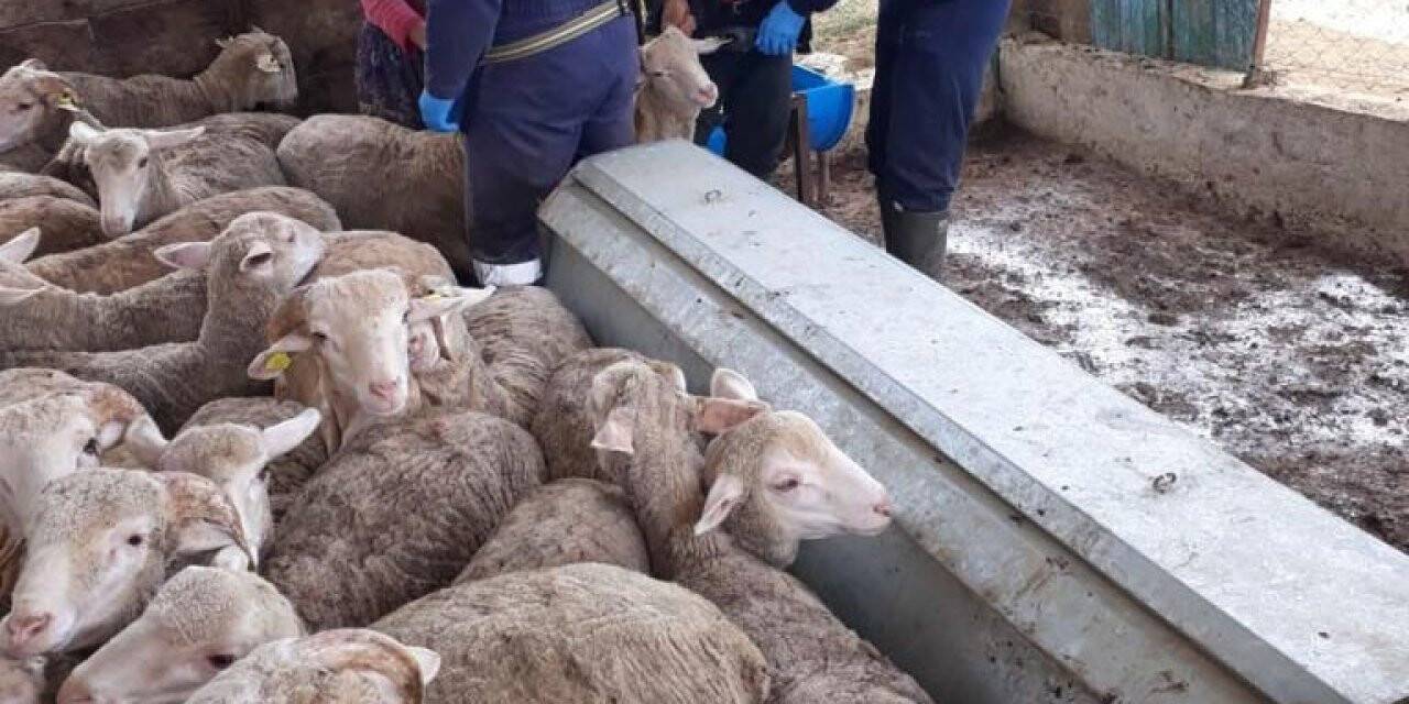 Çiçek hastalığı sebebiyle 4 köy ve 8 mahalle karantinaya alındı