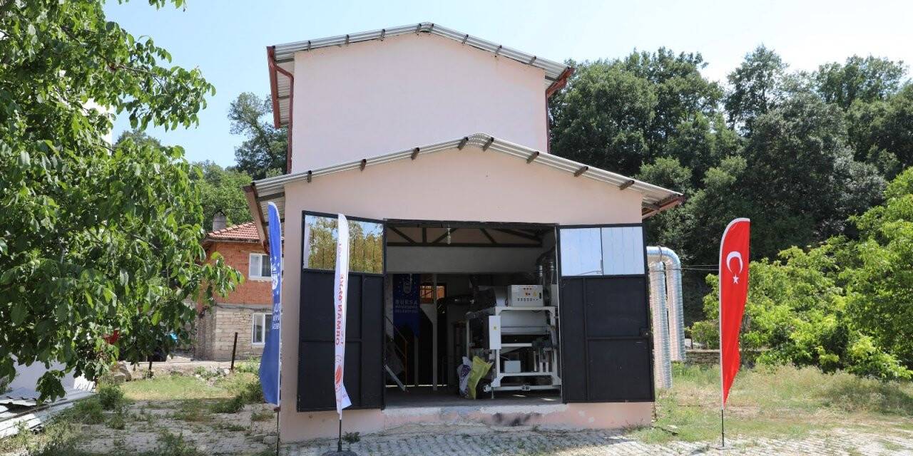 Siyez buğdayı ve çörek otunda hasat zamanı
