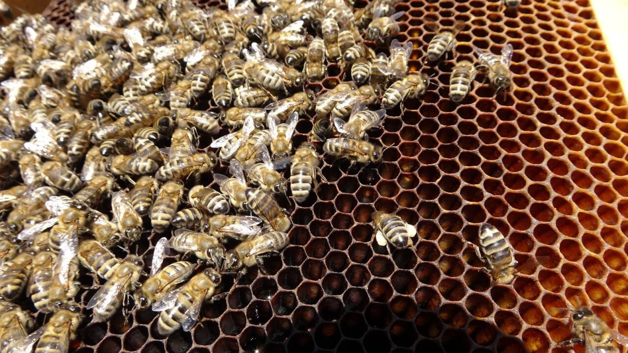 Kuraklık nedeniyle arıların geleceği tehlike altında
