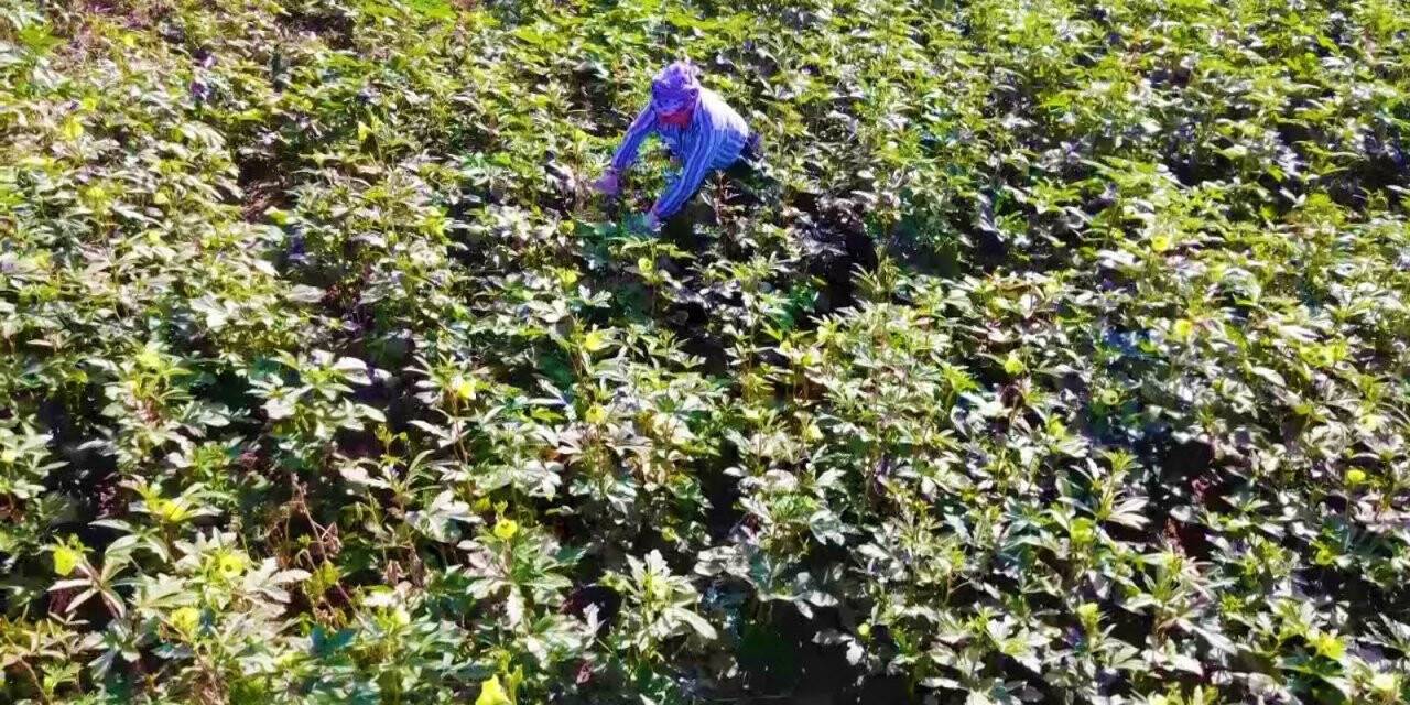 Amasya’da tescilli ‘çiçek bamyası’nın hasadı başladı: Kilosu 200 lira