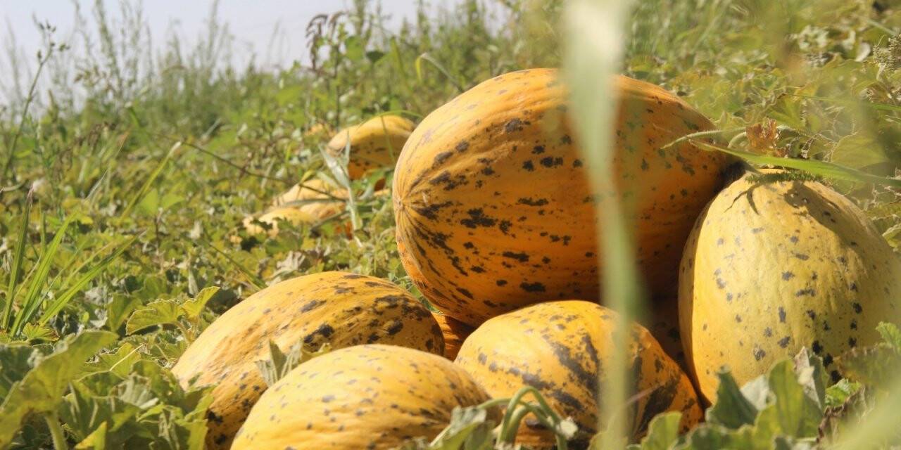 Konya Ovasında kavun hasadı zamanı