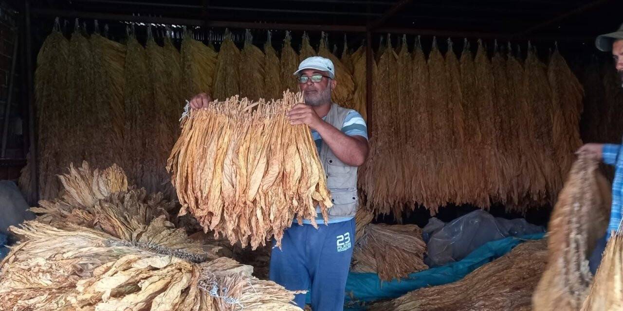 Tütün hasadı başladı