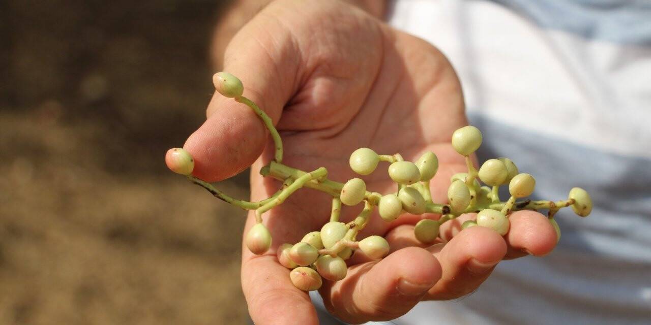 Bu ürün en çok Arap ülkeleri tarafından tüketiliyor, kilosu altınla yarışıyor