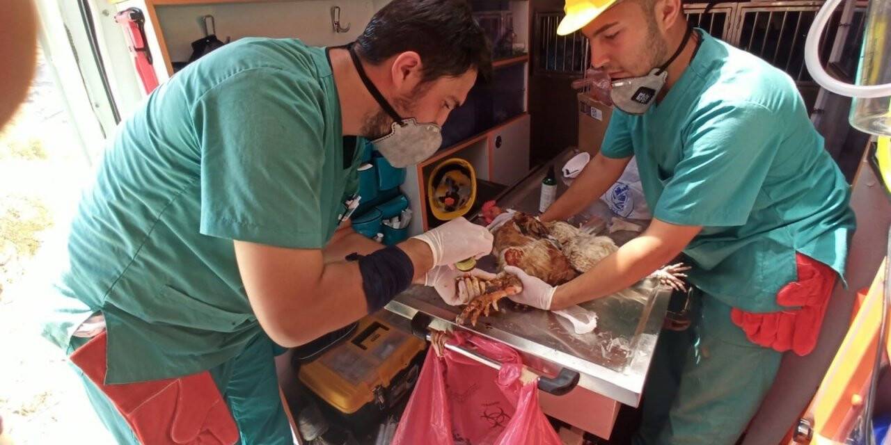 'Canbulan' Manavgat’tan sonra şimdi Muğla’da