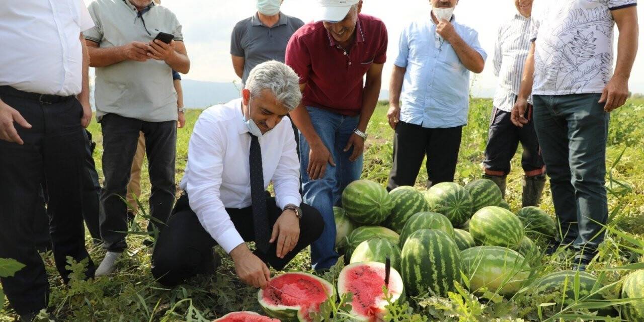 Erzincan’da karpuz hasadı başladı