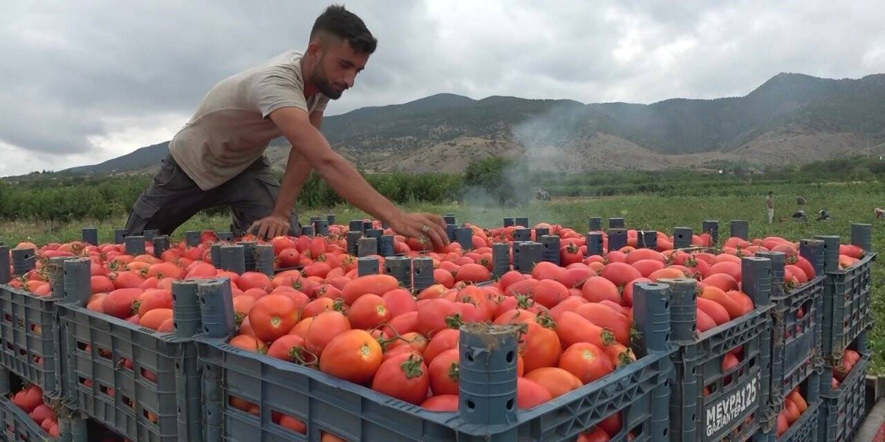 Domates tarlada 1, markette 5 lira