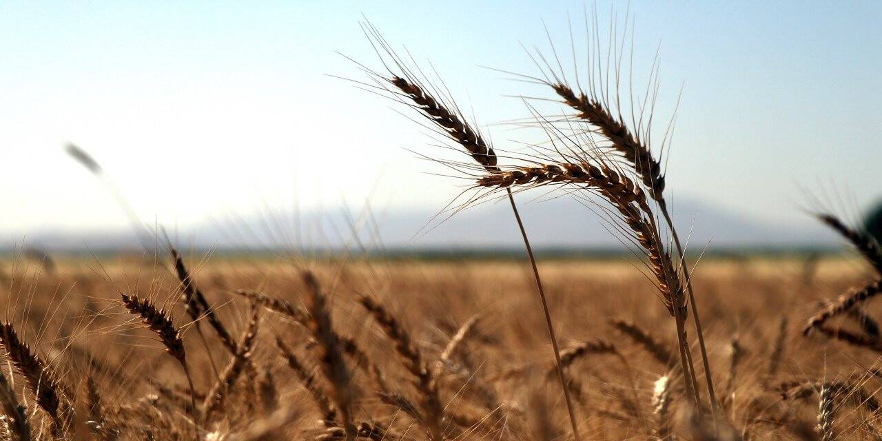 Geliştirilen hububat çeşitleri ile küresel iklim değişikliğinden kaynaklanan riskler azaltılacak