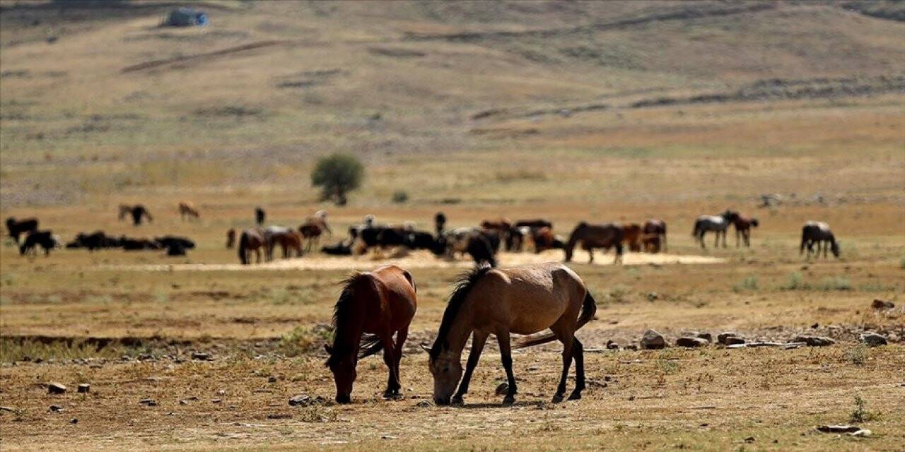Yangın sonrası yılkı atları için ovaya tonlarca yem ve saman bırakıldı