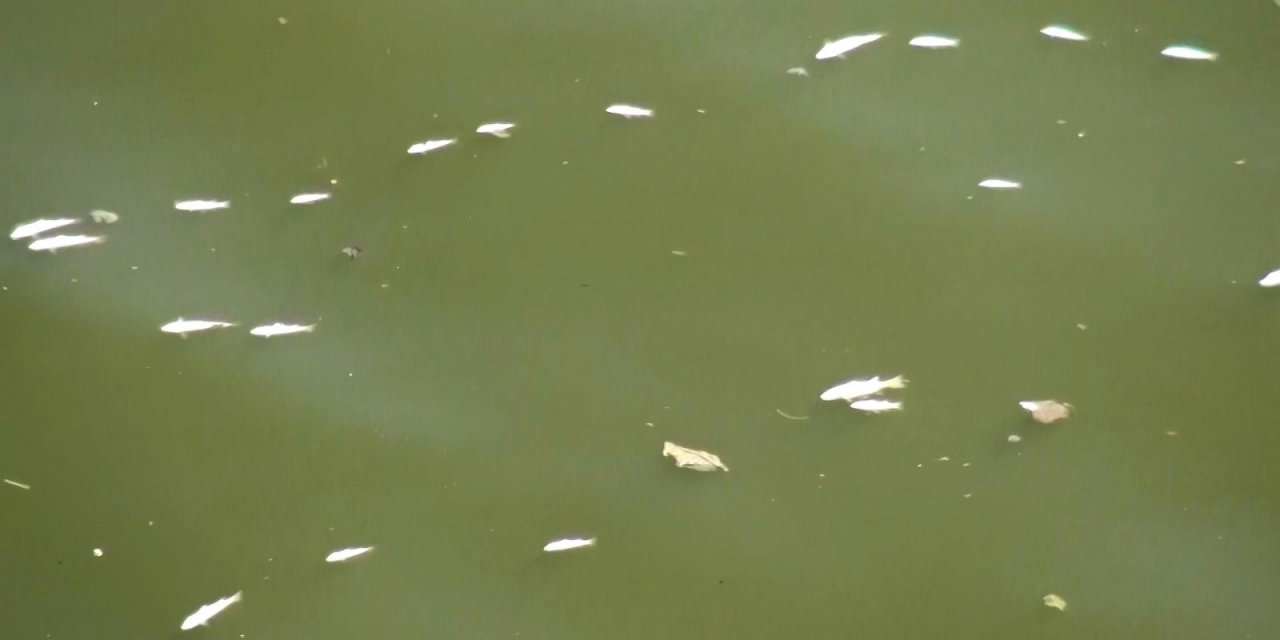 Asi Nehri’nde balık ölümleri