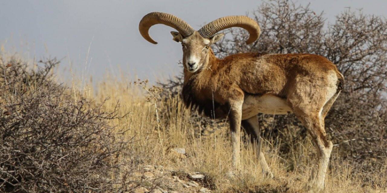 Kervansaray Dağı, yaban koyunlarına ev sahipliği yapacak