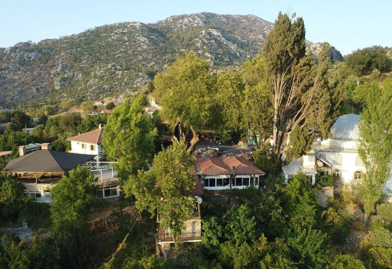 Marmaris’teki 2 bin yıllık ağacın yaraları sarıldı