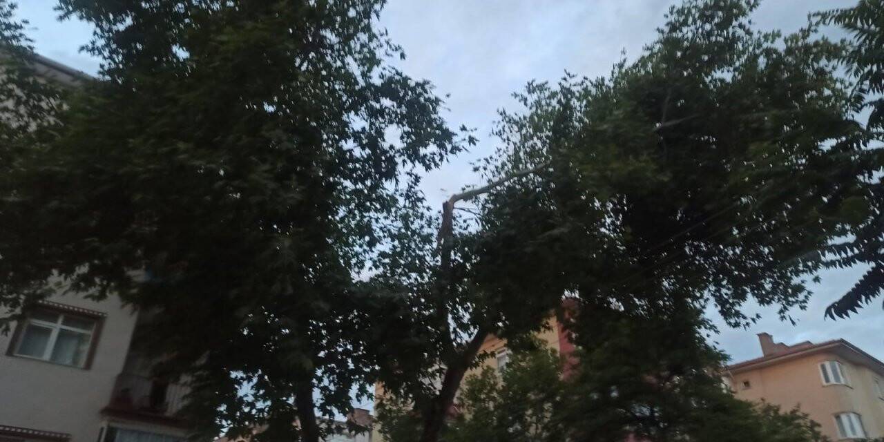 Şiddetli rüzgar ağaçların dallarını kırdı