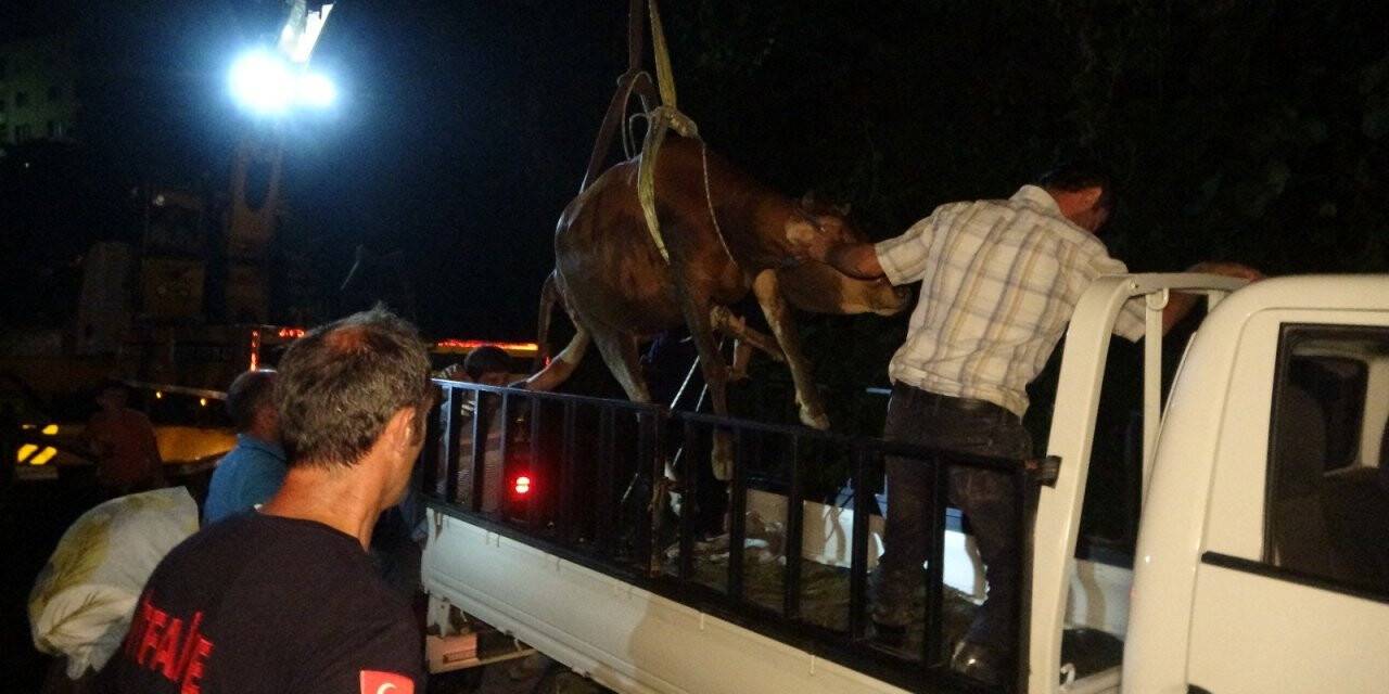 Rize’de heyelan riski bulunan yerde inek kurtarma operasyonu