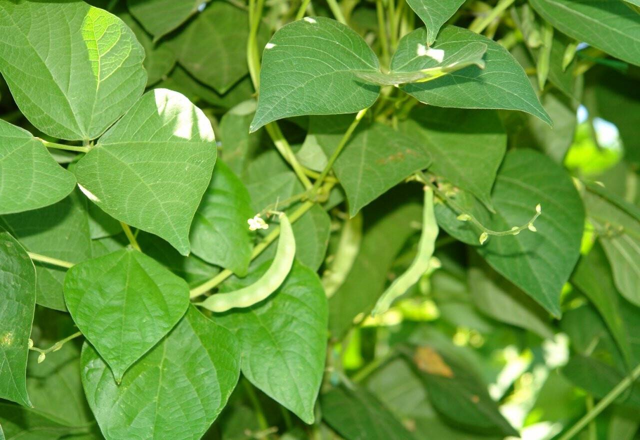 Tadına doyum olmayan ürünün hasadı başladı