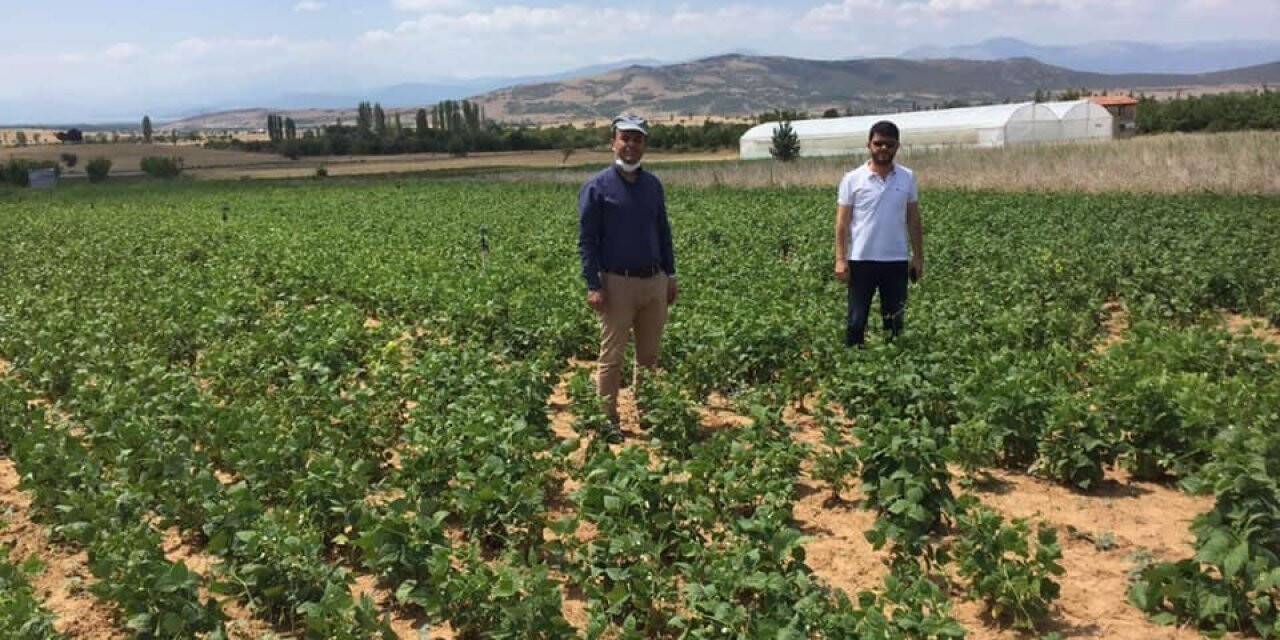 Hüyük’te 300 dekarlık alanda kuru fasulye ekimi yapıldı
