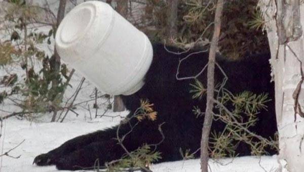 Kafasına kavanoz sıkışan ayıyı polis kurtardı!