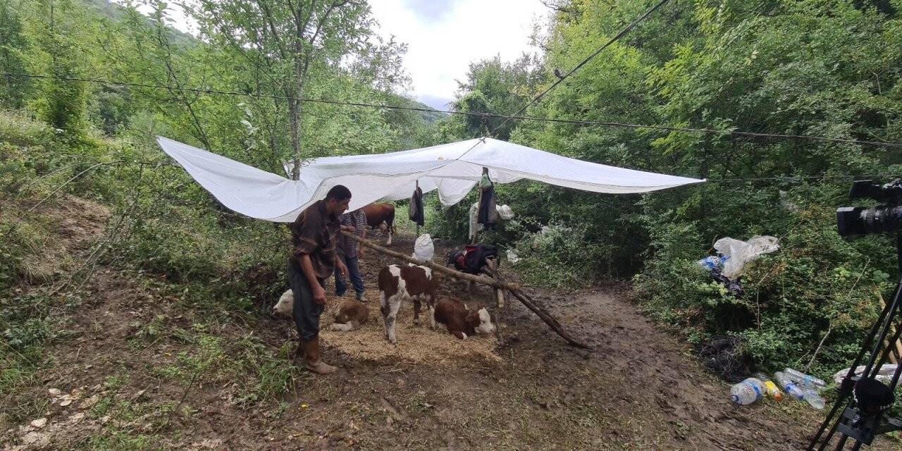 Selden otomobil bagajına yükleyerek kurtardığı buzağılar annesine kavuştu