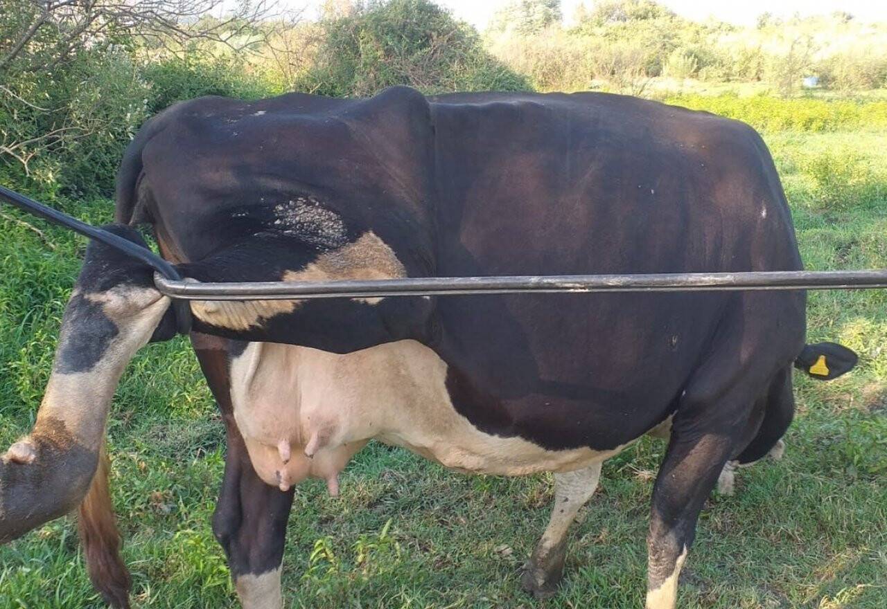 İneğin başına gelen talihsiz kaza herkesi şaşırttı