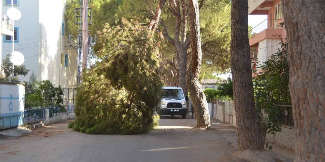 Yaşlı çam ağacı yola devrildi