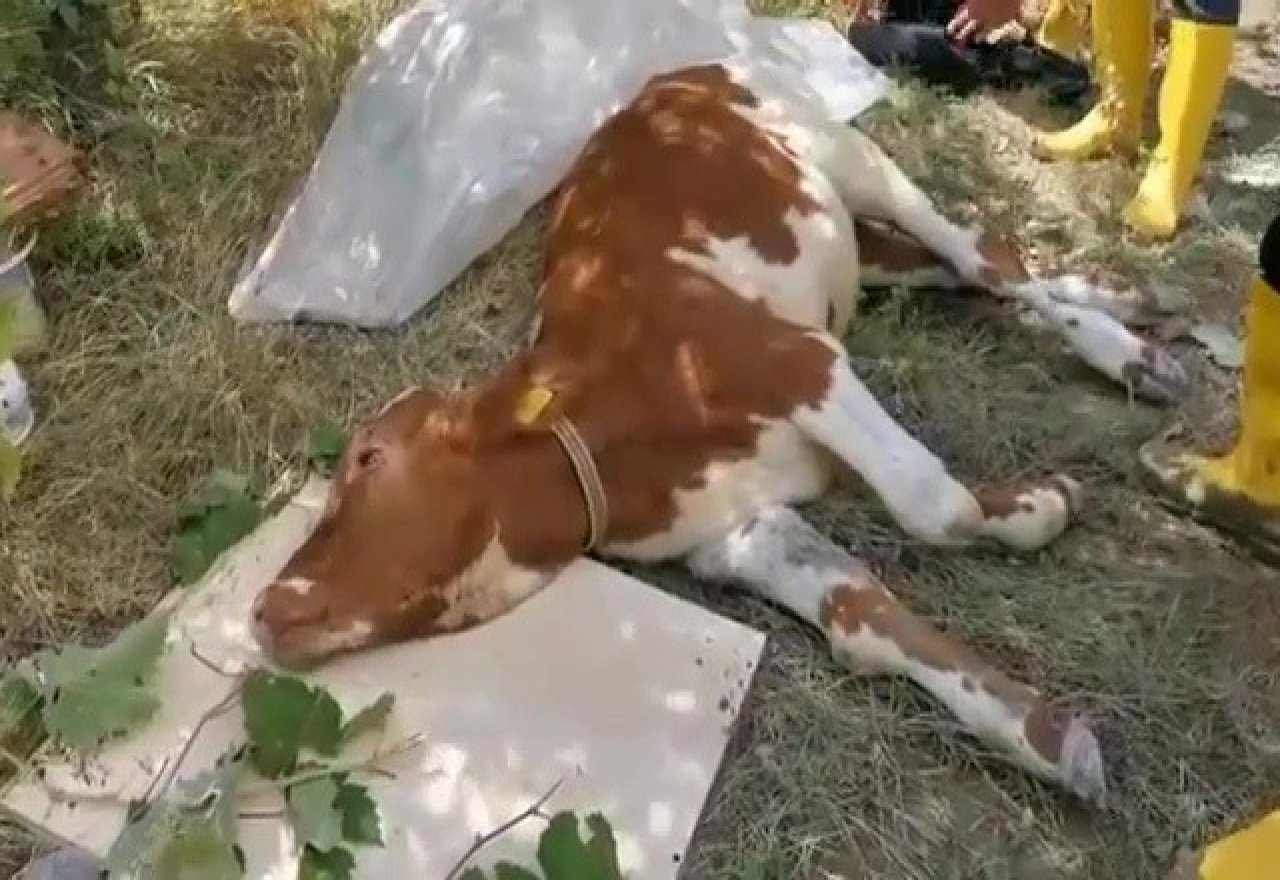 Enkaz altındaki inek canlı olarak kurtarıldı