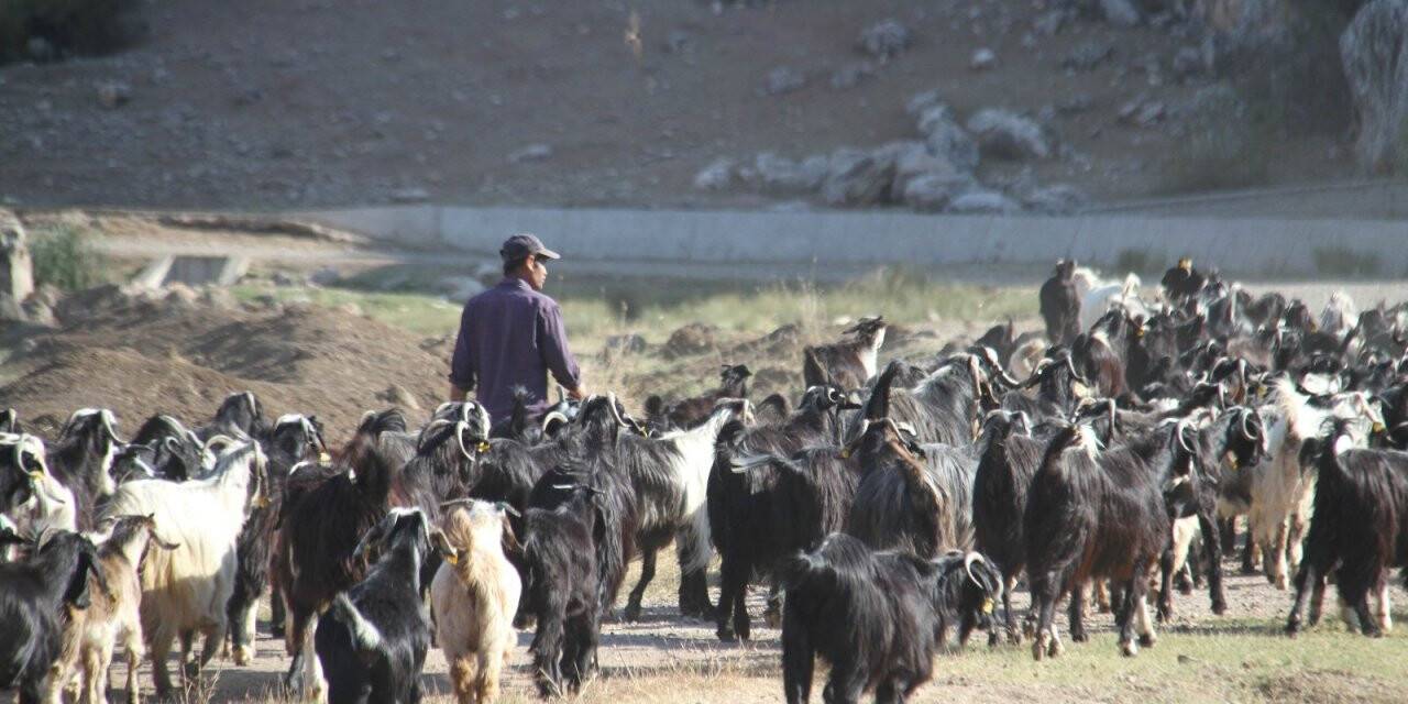 Konya’ya göç Manavgatlı besicinin hayvanlarını yanmaktan kurtardı