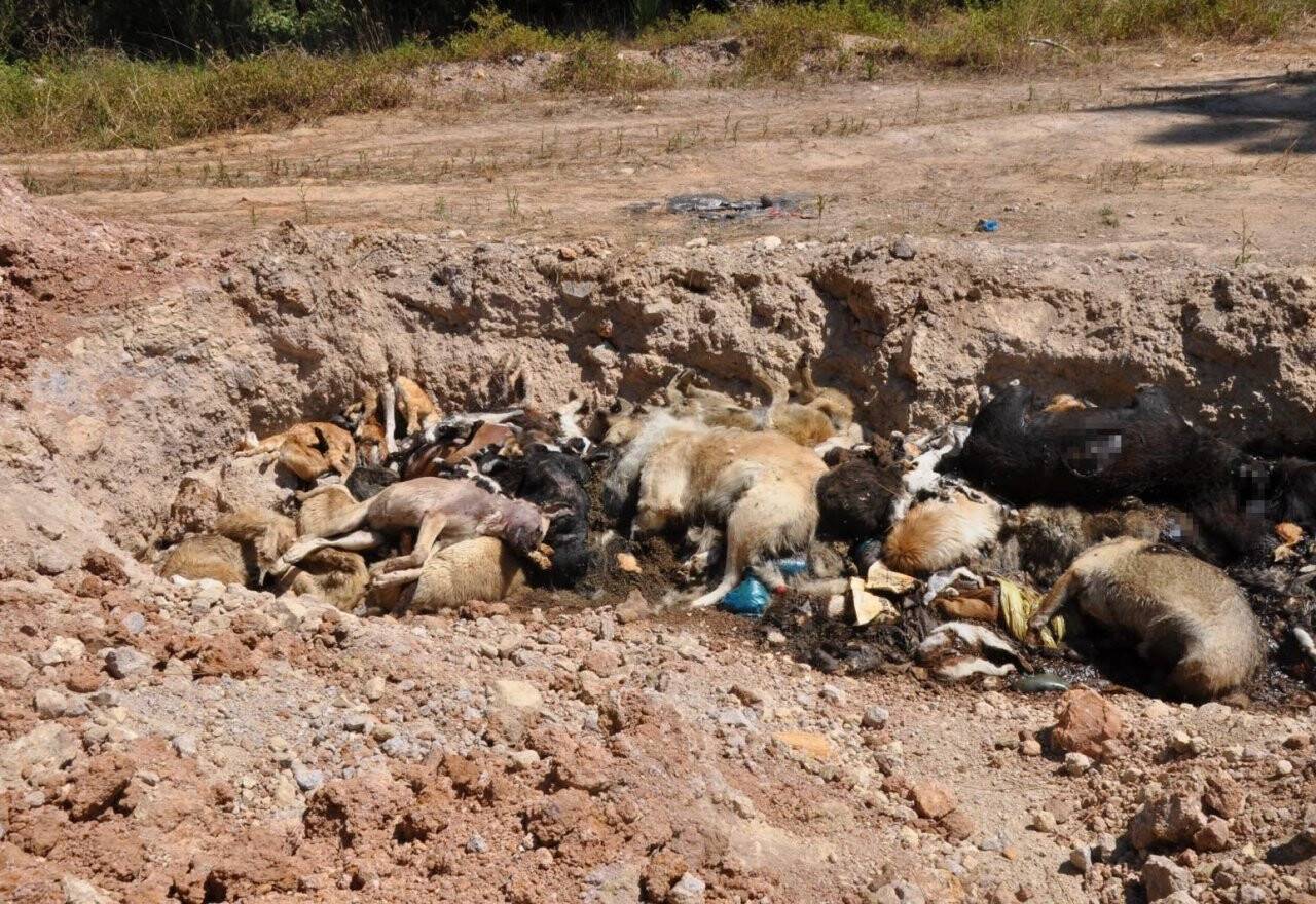 Hayvan barınağında vahşet: Telef olmuş onlarca kedi ve köpek toplu mezara koyuldu