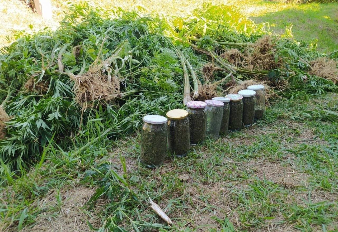 Fındık bahçesini zehir bahçesine çevirdiler