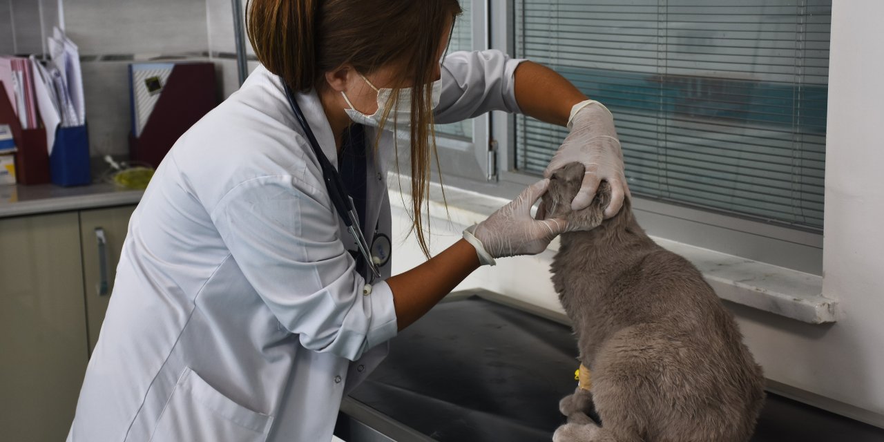 Konya'daki hayvan hastanesi sevimli dostlara şifa oluyor