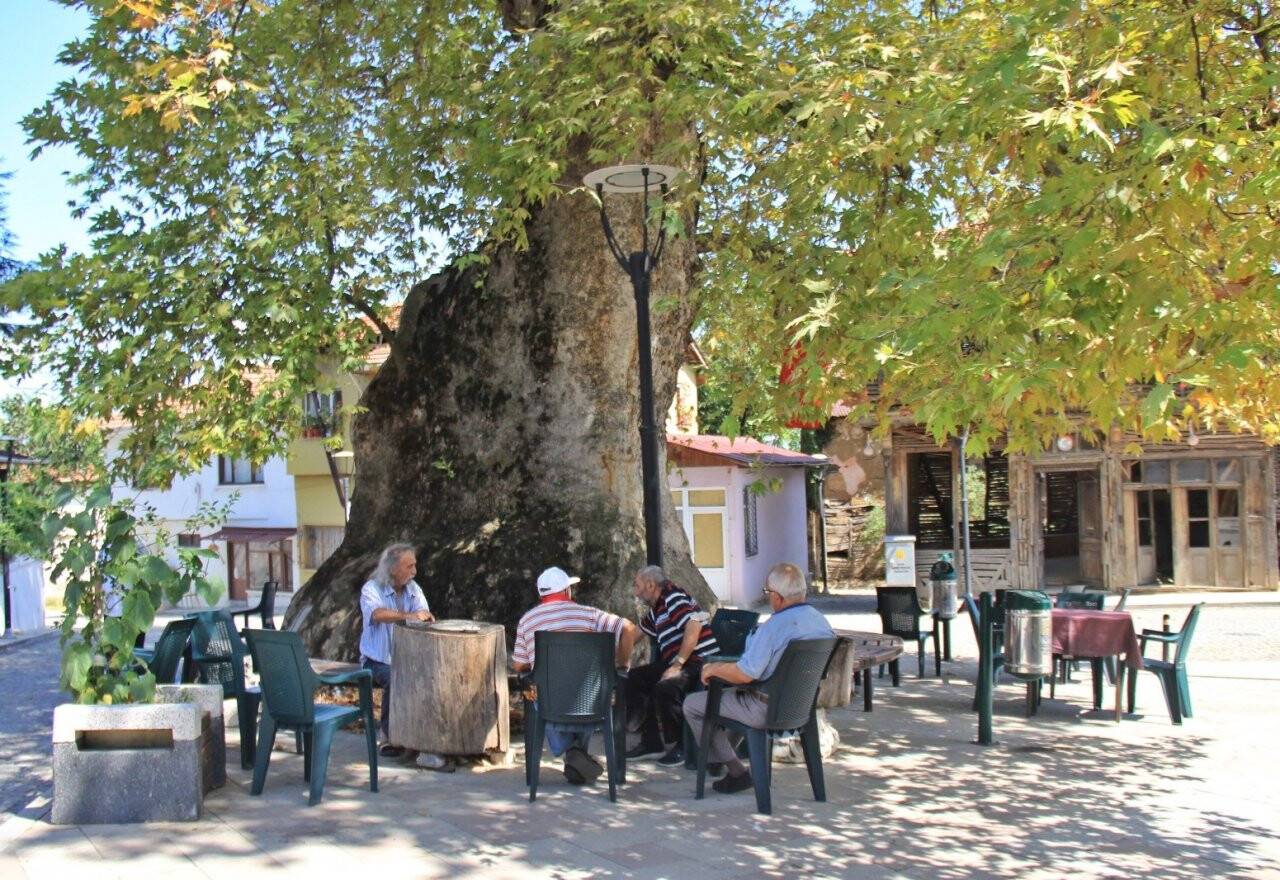 1231 yıllık anıt çınar, bunaltıcı havalarda köylünün kliması oldu
