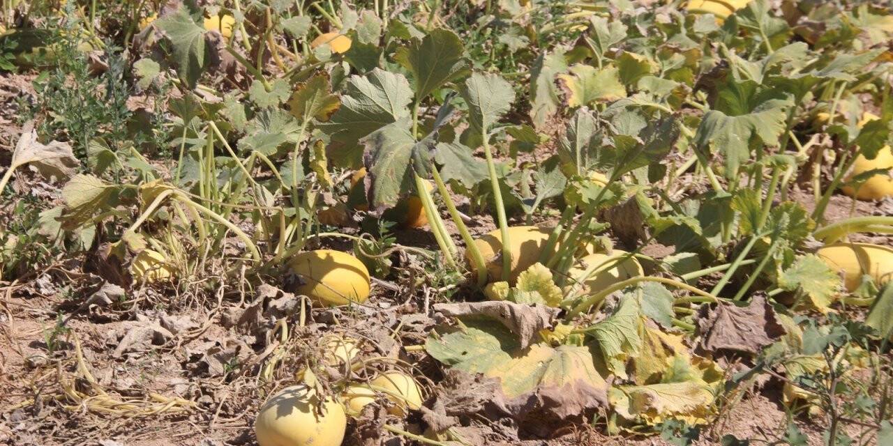 Merak üzerine ekmeye başladı, üretimini her yıl arttırdı