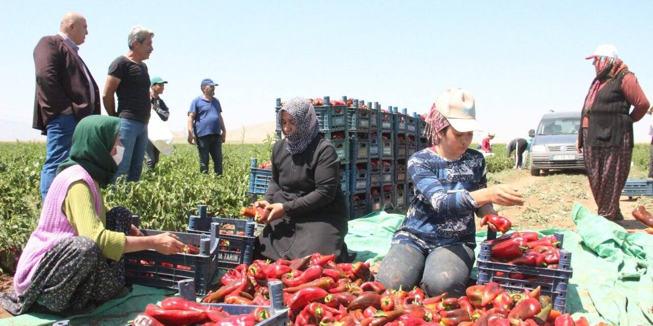 Karaman’da üretilen salçalık biberler 7 ile gönderiliyor