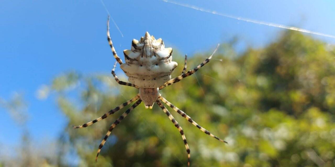Samsun’da  'argiope lobata' örümceği görüntülendi
