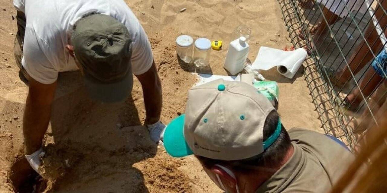 Caretta carettaların yavruları denizle buluştu