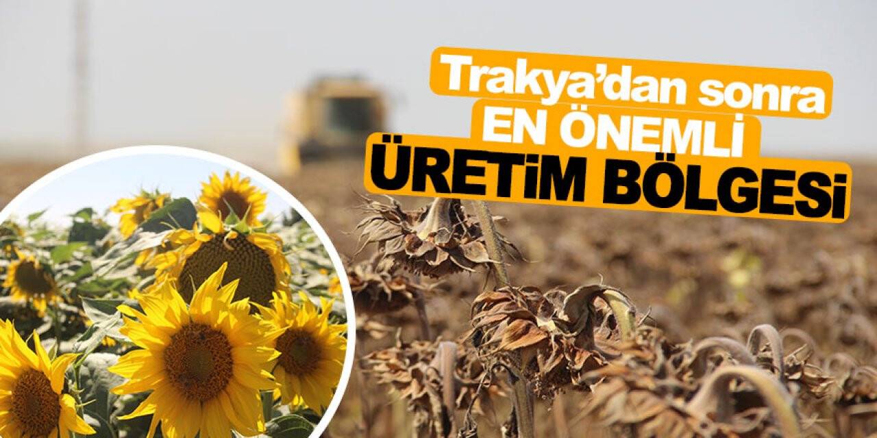 Konya Ovasında ayçiçek hasadı zamanı