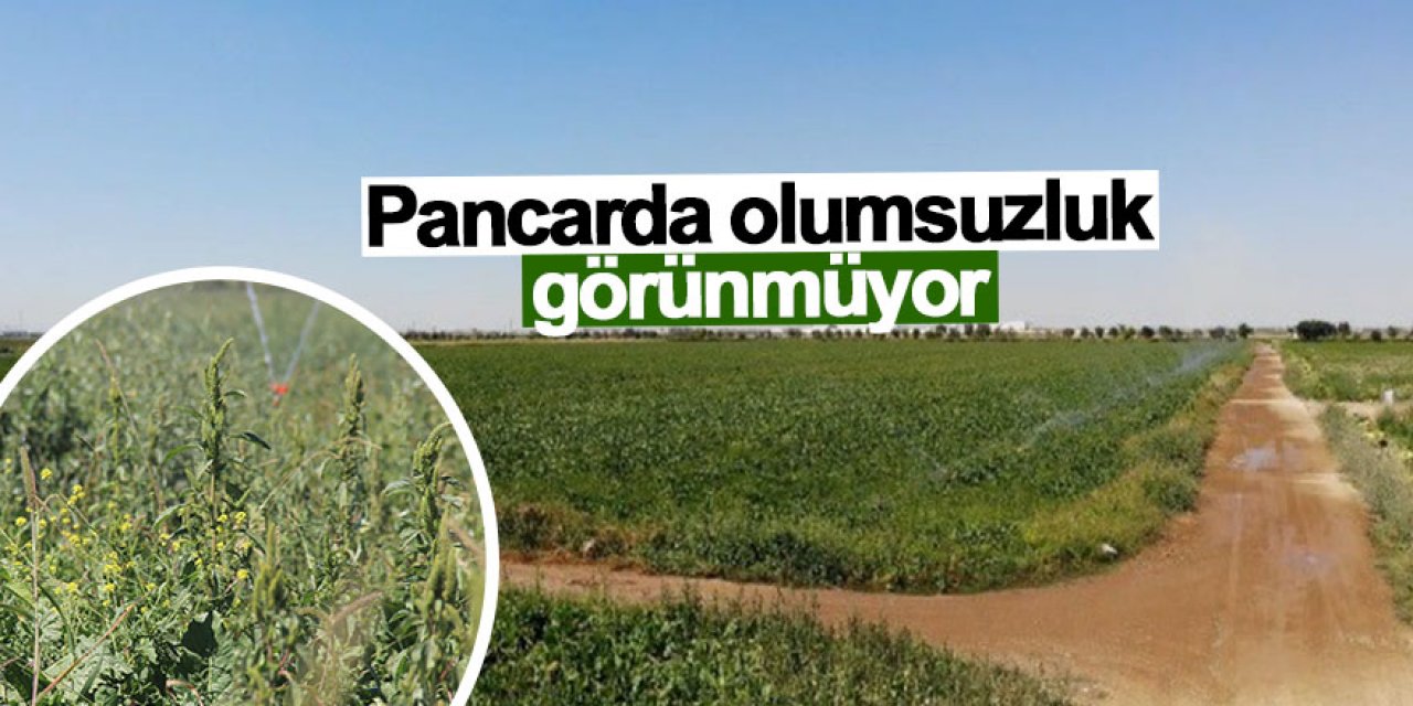 Konya Ovası'na ekilen pancarda sorunsuz ilerleniyor