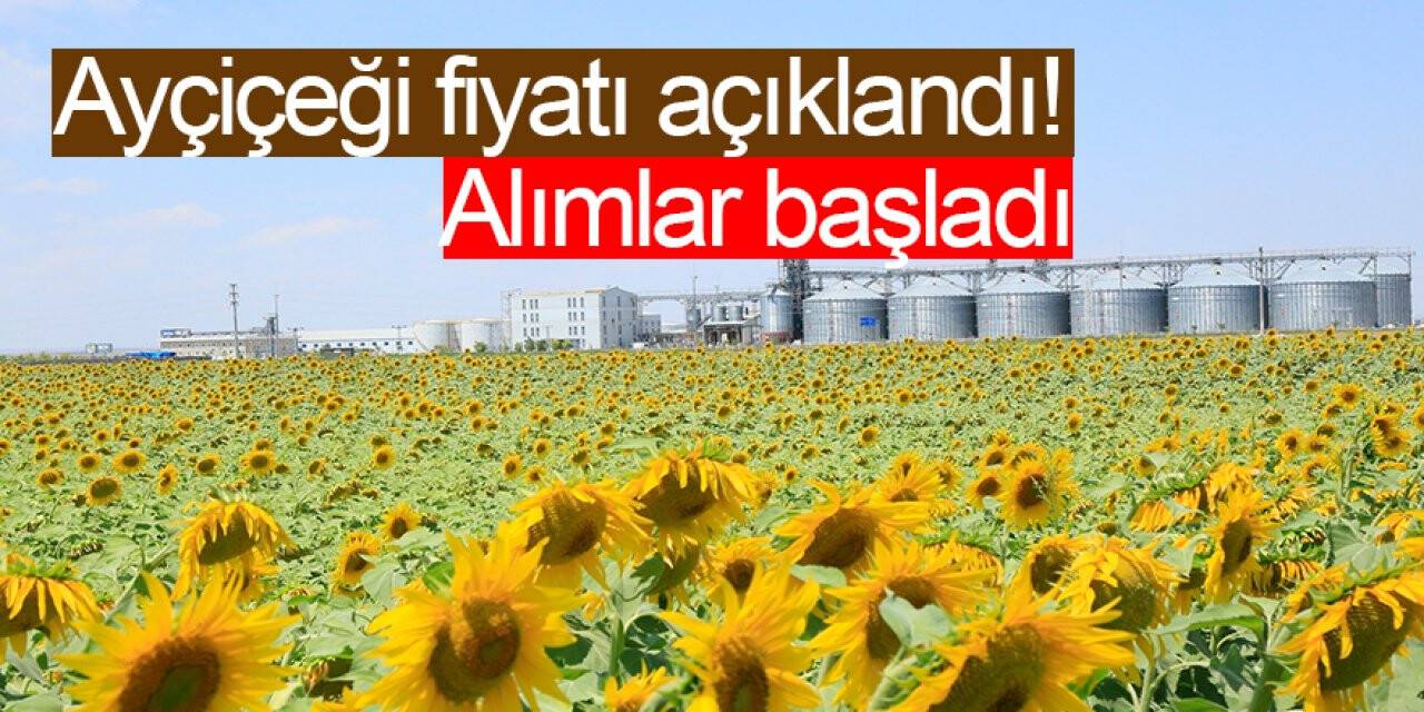 Konya Şeker ayçiçeği fiyatını açıkladı! Alımlar başladı