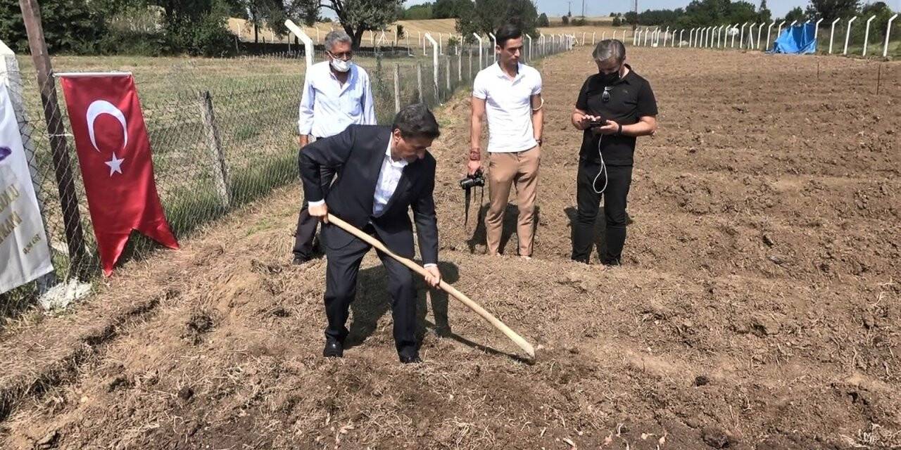 Mutluluk iksiri safranın soğanları toprakla buluşturuldu