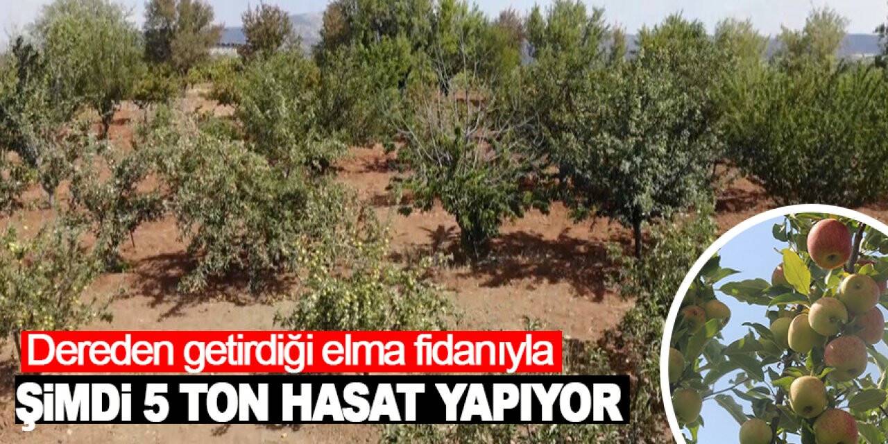 Konya'da 6 yıl önce derede bulduğu elma fidanıyla şimdi 5 ton hasat yapıyor