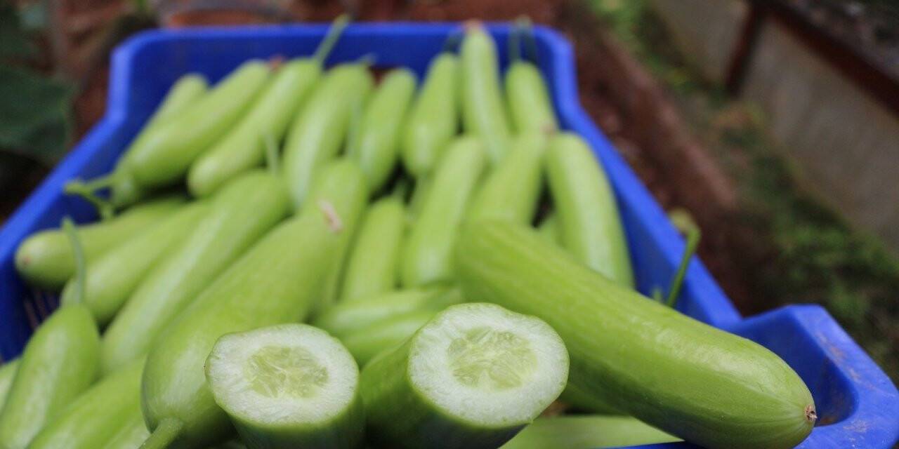 Zam şampiyonu salatalık