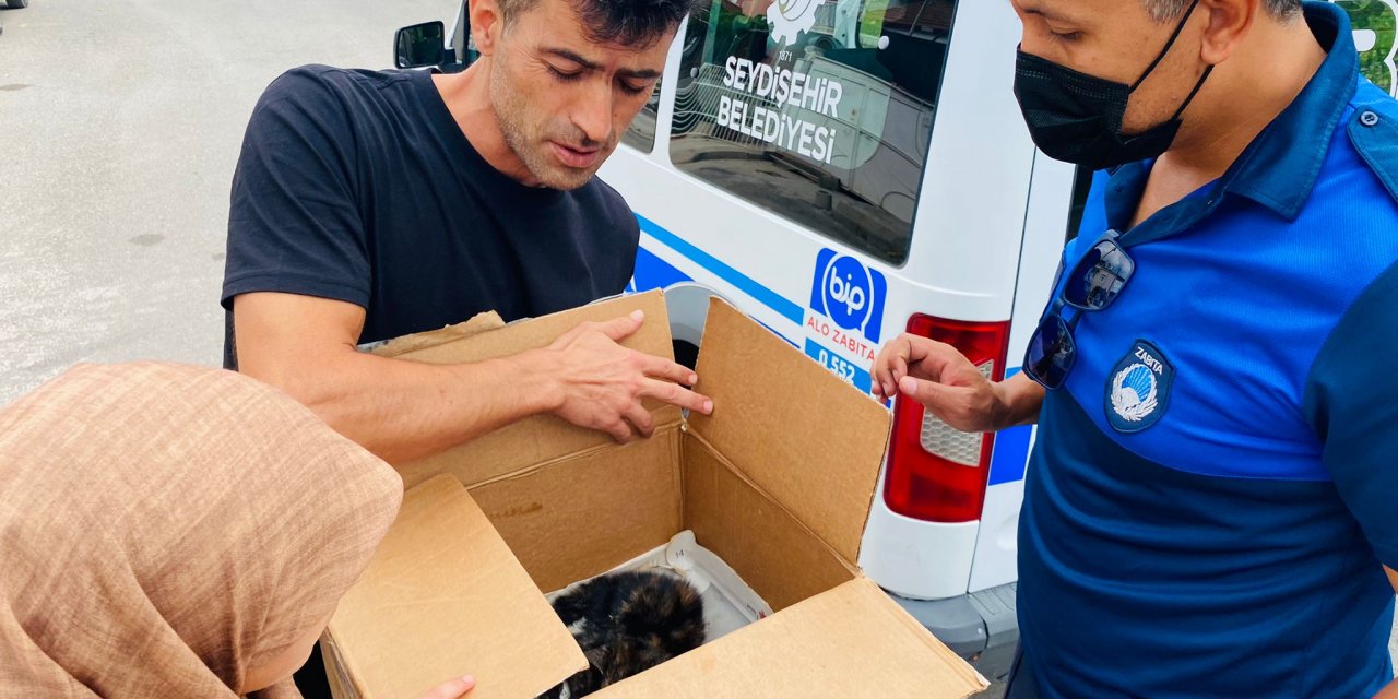 Yaralı kedi tedavi sonrası barınağa teslim edildi