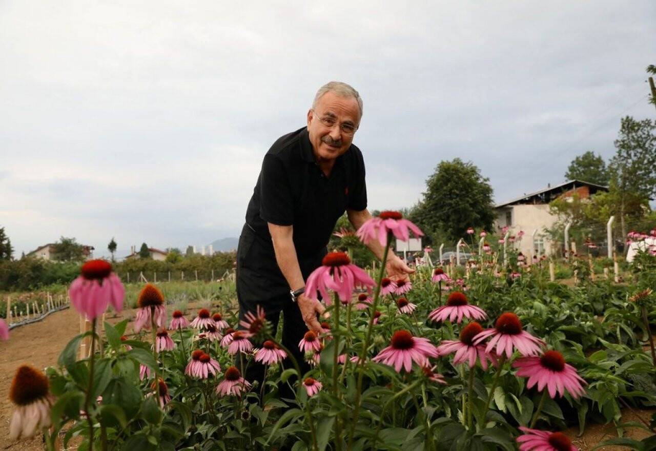 Tıbbi ve aromatik bitkilerin hasadı başladı