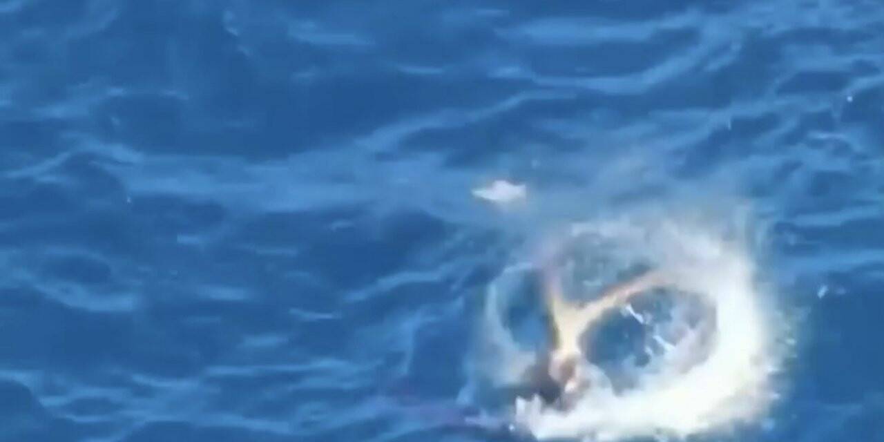 Akdeniz fokunun ahtapot avı