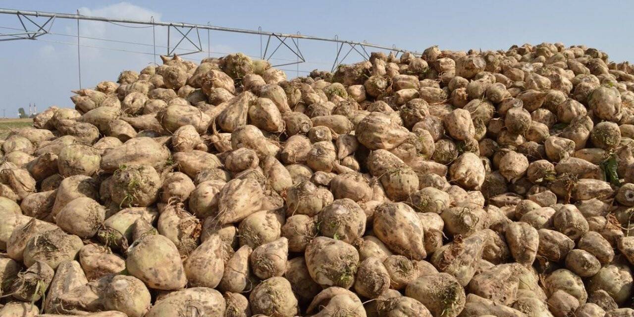 15 bin ton pancar kuyruğu ihaleyle satılacak