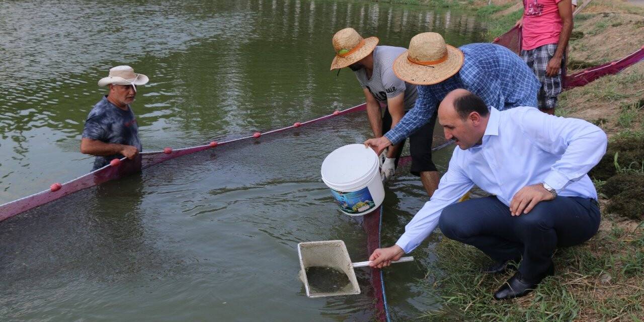 Göl ve göletlere 2 milyon adet yavru balık